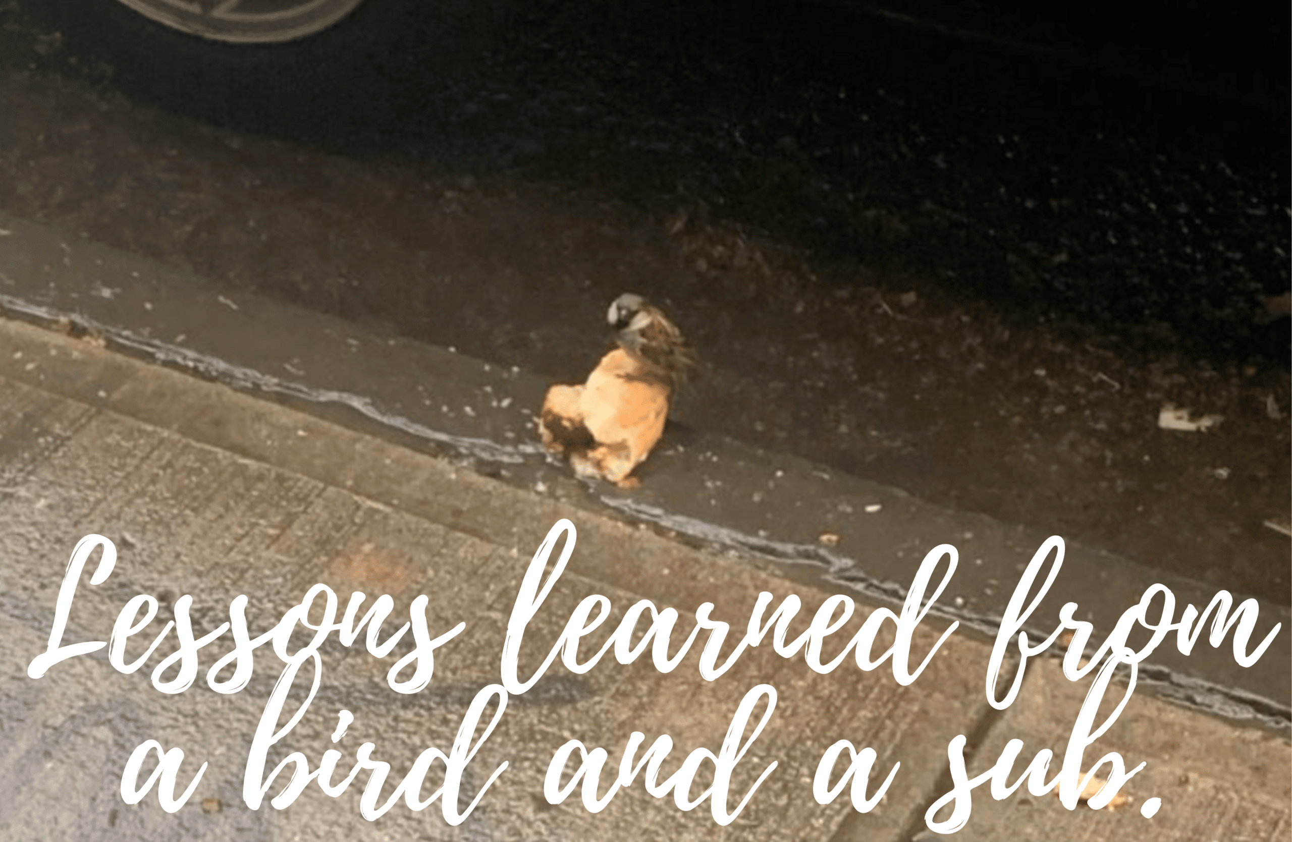 A lesson learned from a tiny sparrow eating a massive parmesan sub in Manhattan.